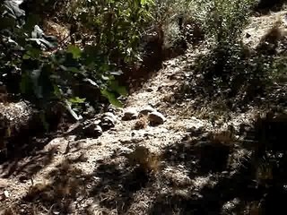 Speedy Gonzales s'est réincarné