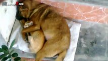 Funny Cats And Dogs Sleeping Together - A Cute Animals Videos Compilation 2015