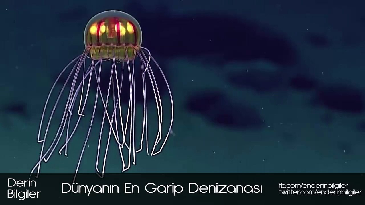 Dünyadaki En Garip Denizanası