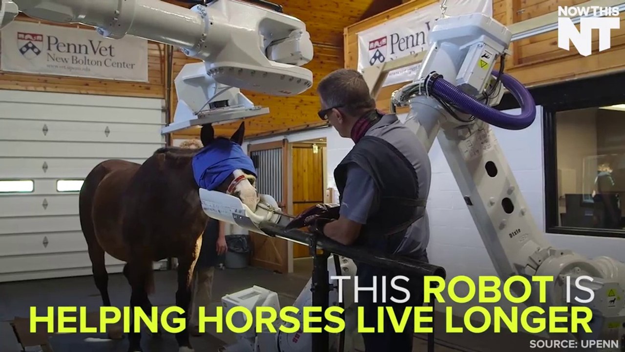New Tech Helps Horses Live Longer