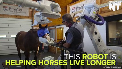 New Tech Helps Horses Live Longer