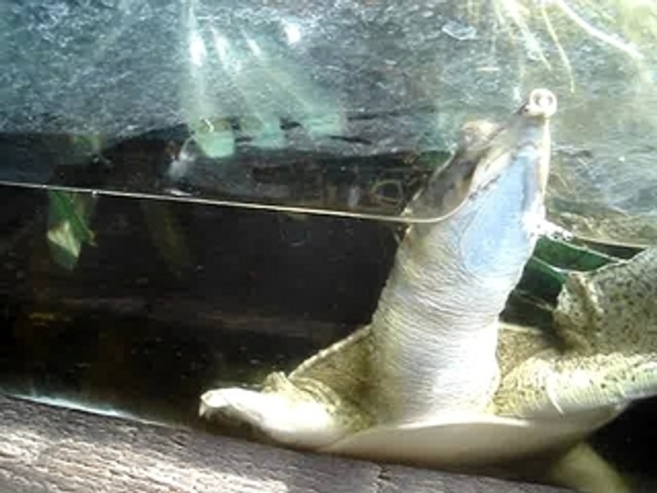 Tortue boite