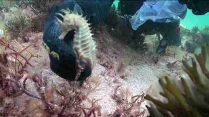 Caballitos de mar en las islas Cíes