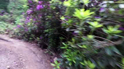 Surrey Hills Social - 2016_06_11