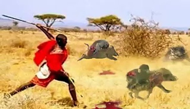 When animals to save animals from death - Monkey vs Man vs wild boar.