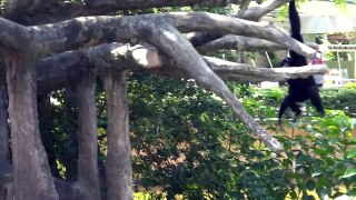 howler monkeys miami zoo oct 15, 2011
