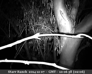 Barn owl lands on flexible branch, stays 23 minutes - Audubon Starr Ranch Barn Owls