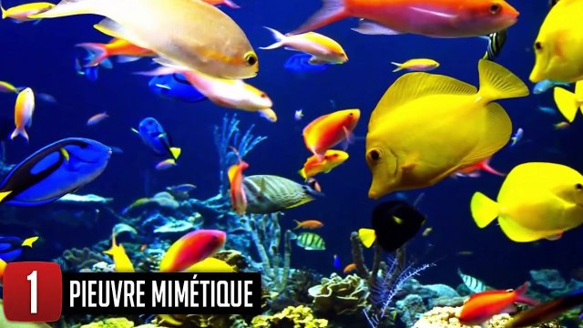 5 ANIMAUX ayant des SUPERS POUVOIRS 2016 !