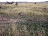 24 Why did the Leopard cross the road - Serengeti.AVI