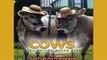 FREE DOWNLOAD  Cows Like Youve Never Seen  BOOK ONLINE