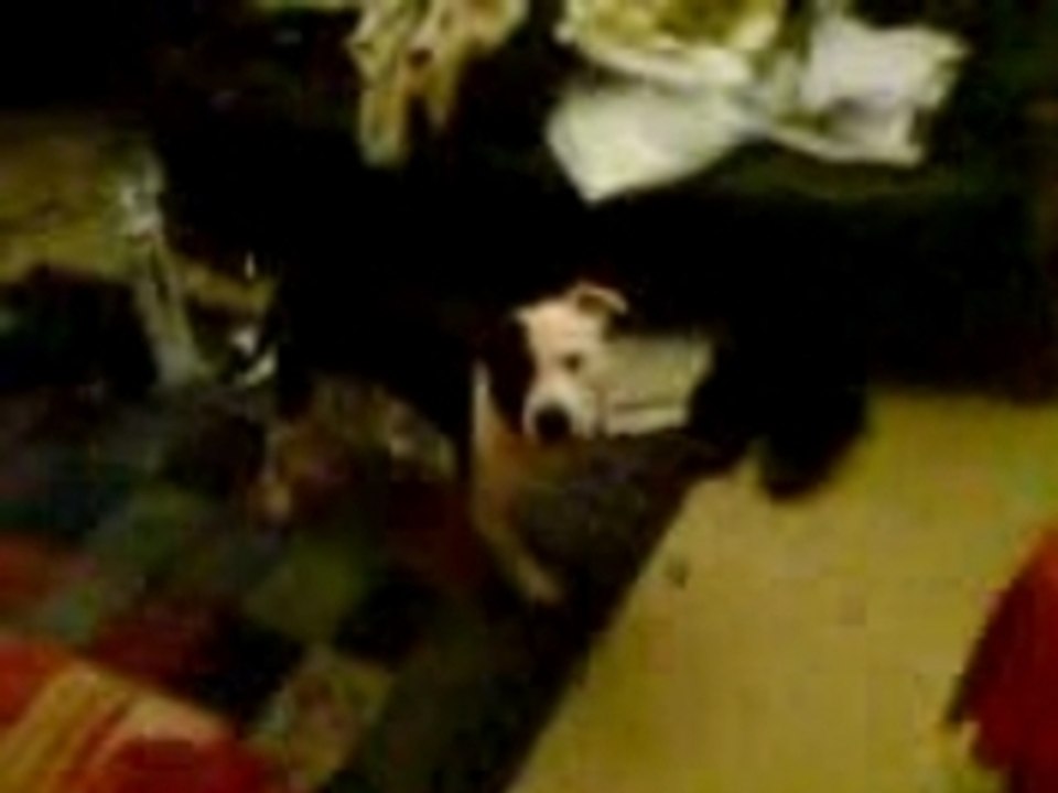 bobby 3 legged staffy