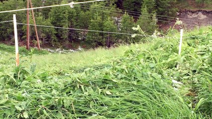 Ce matin, dimanche, à Fontgillarde