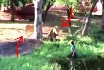 Sarhoş Adam Aslanların Kafesine Girdi