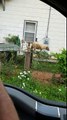 Dog climbs fence with dead rat in mouth then walks ON fence in Talladega, Alabama