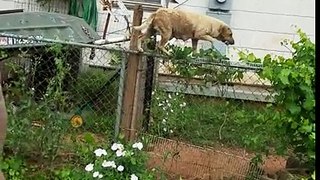 Dog climbs fence with dead rat in mouth then walks ON fence in Talladega, Alabama