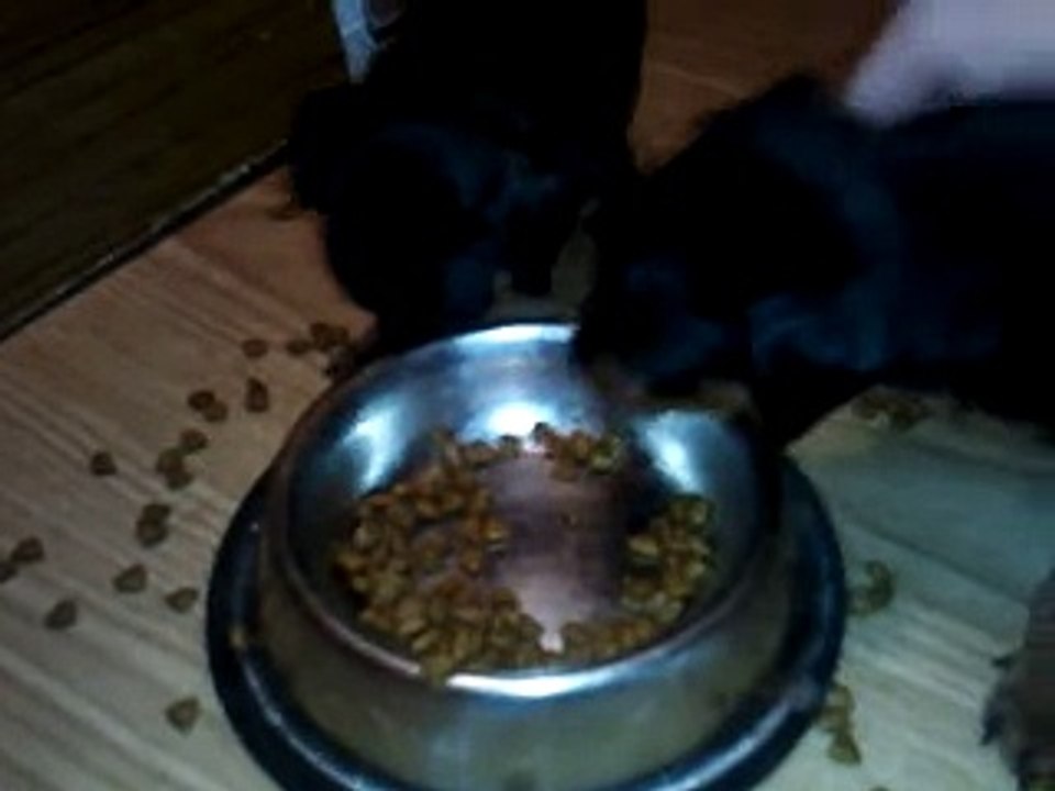 25.Птицы и животные. Щенки кушают из чашки.