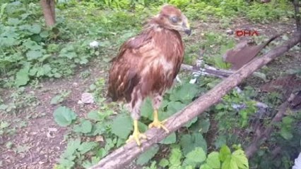 Sivas Arazide Bulduğu Yavru Kartala Sahip Çıktı