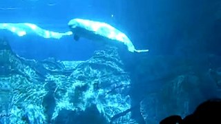 Georgia Aquarium - Beluga Whales part 1