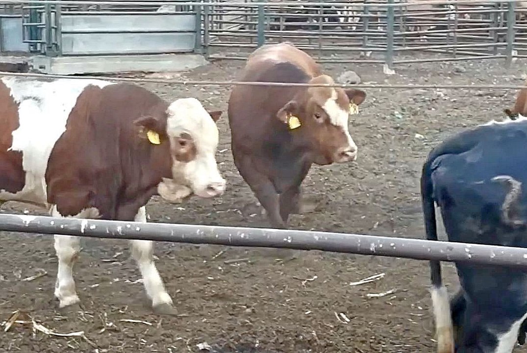 Two bulls mating one cow