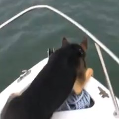 A dog wants to swim with the dolphins