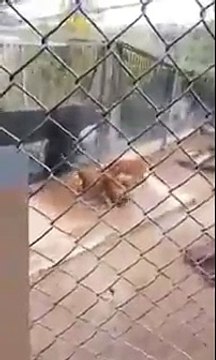 Man Attempts Suicide by Jumping in Cage with Lions in Santiago Zoo, Chile (1)
