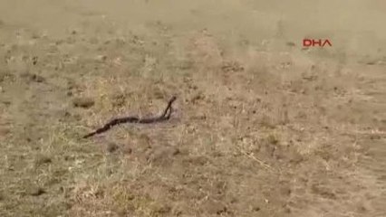 Siverek'te Birbirine Sarılan Yılanlar Korkuttu