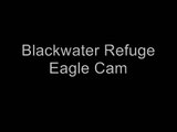 Father Eagle Delivering Lunch - Blackwater Eagle Cam - Jan. 28, 2011