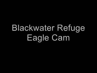 Father Eagle Delivering Lunch - Blackwater Eagle Cam - Jan. 28, 2011