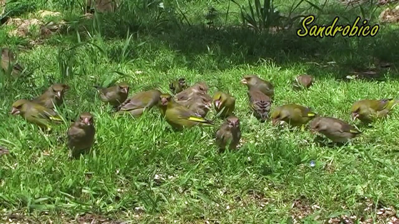 Frosone lucherini e verdoni (29 marzo 2010)