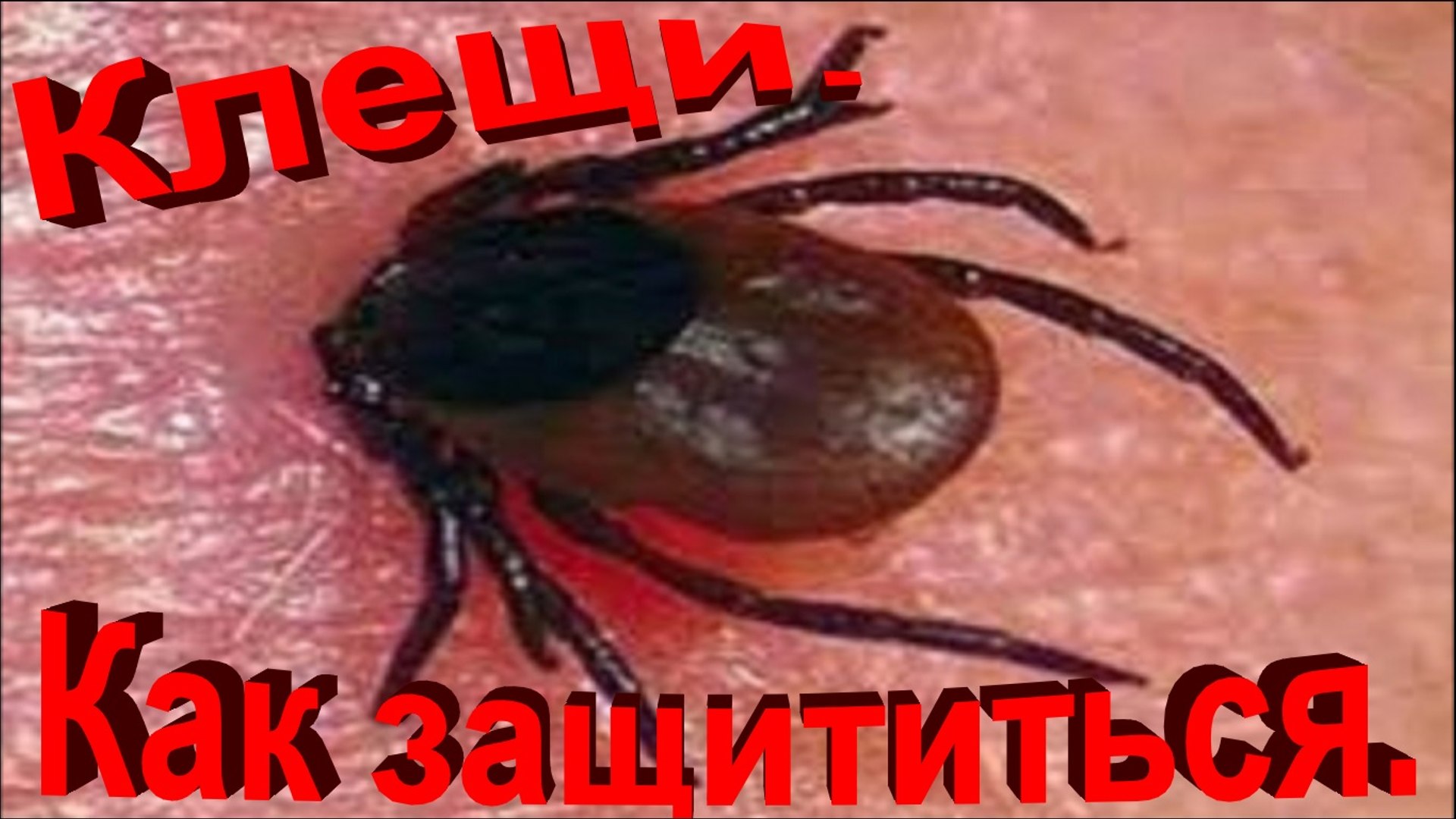 ⁣Клещи.Как защититься.