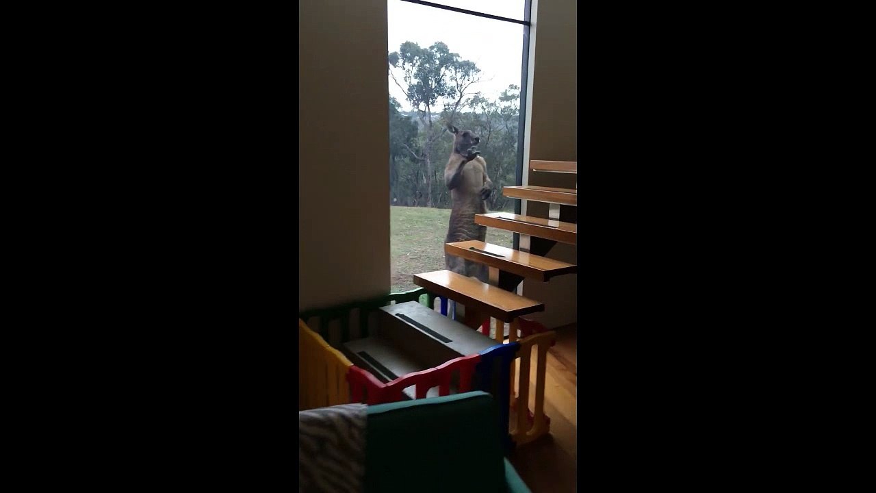 Kangaroo Sent From Hell
