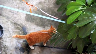 Cat Garfield in China 2/2 ( 29 NOV 2011 )