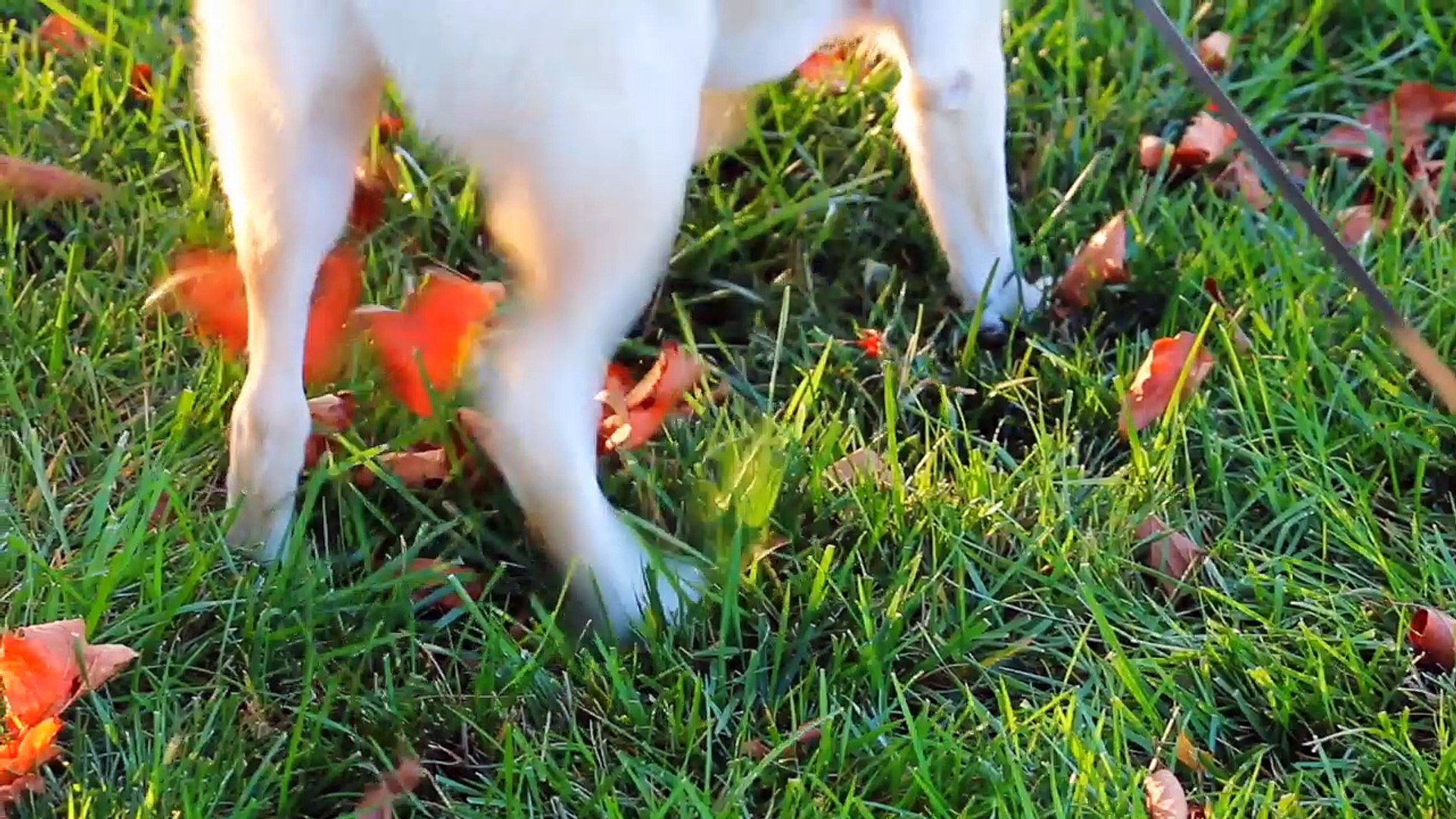 Why Do Dogs Kick After Pooping