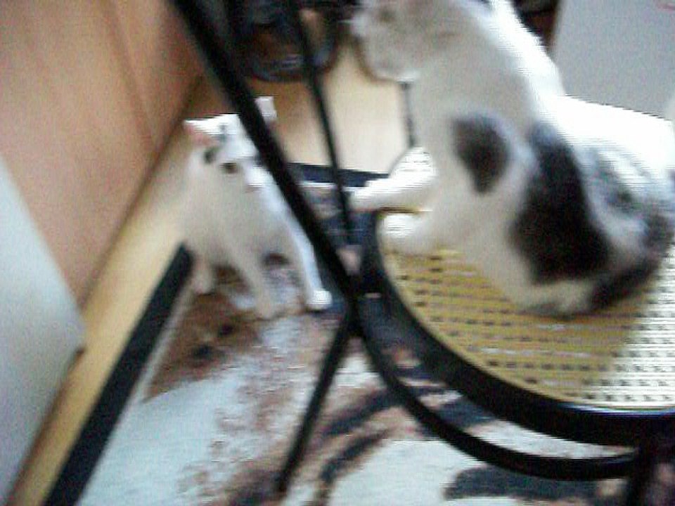 Harvey und Vinzent am 18.06.2016