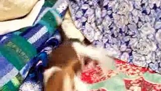 Beagle (13 and 15 inch) Dog Brownie at play