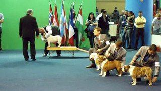 bulldog ingles especializada expo la rural bs. as 28/03/14