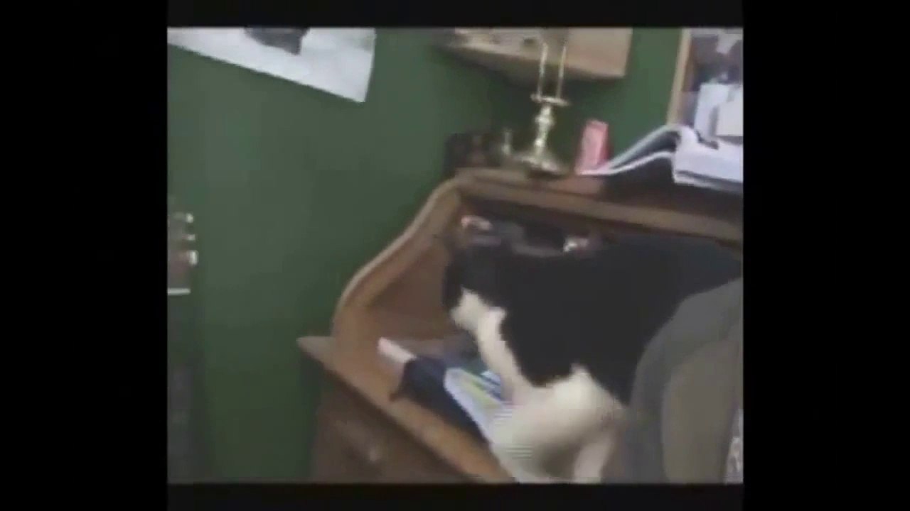 funny videos cats