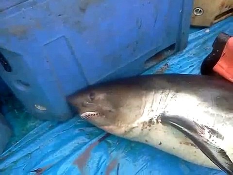 Акулы в Приморье