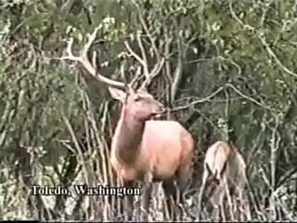 Боевой олень пиздит охотника