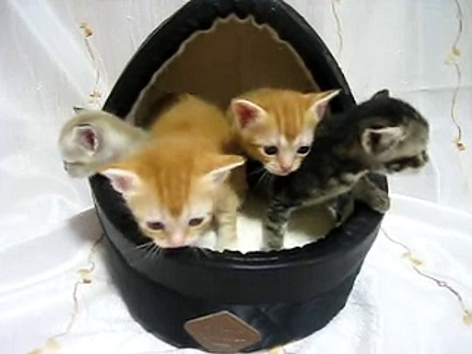 生後24日のミックス子猫NO1そろそろ離乳？？