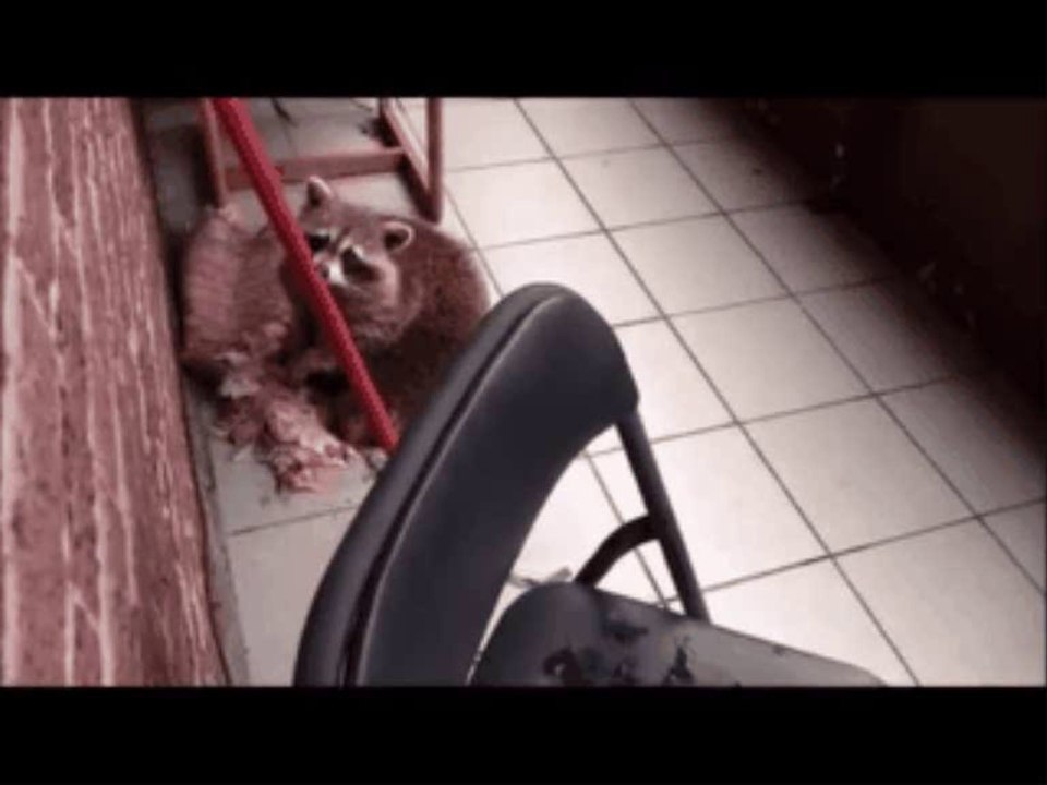 Spider-Raccoonwoman