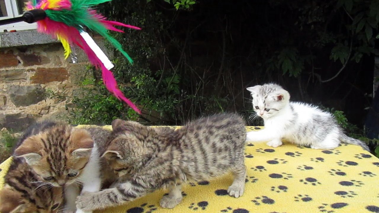 chatons  chat british shorthair de l'elevage Heart's Desire's