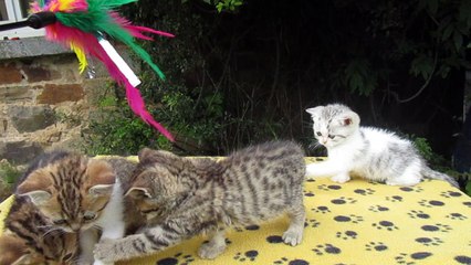 chatons  chat british shorthair de l'elevage Heart's Desire's