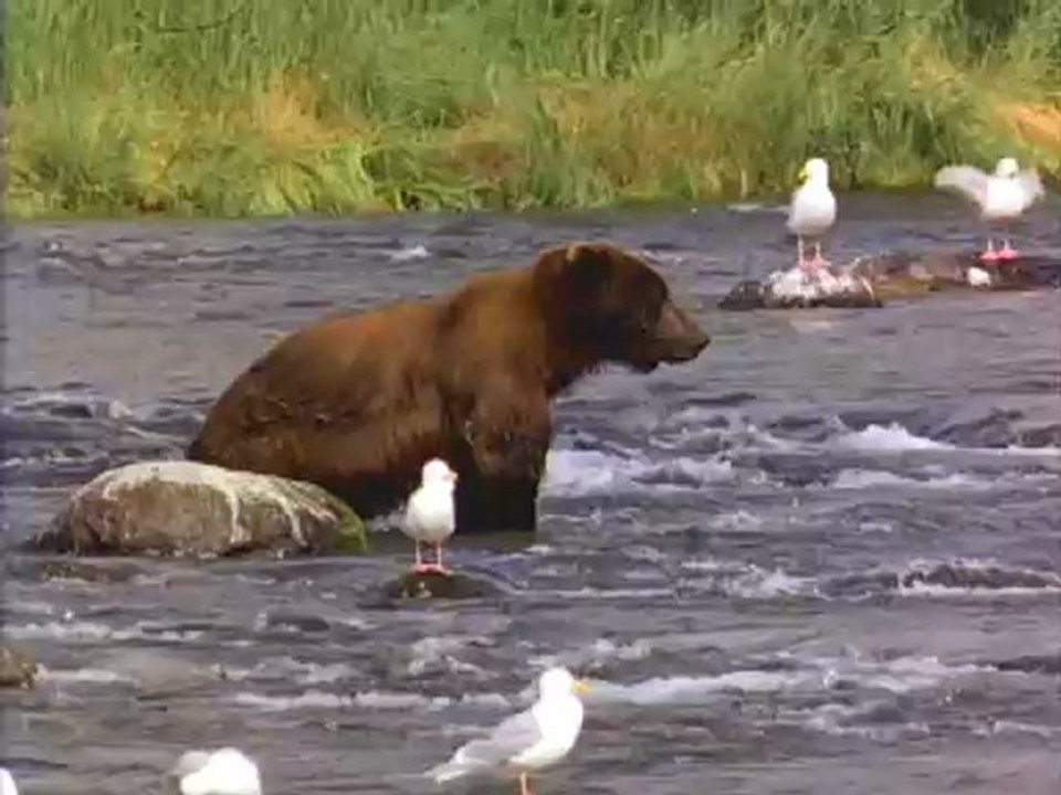 Bear