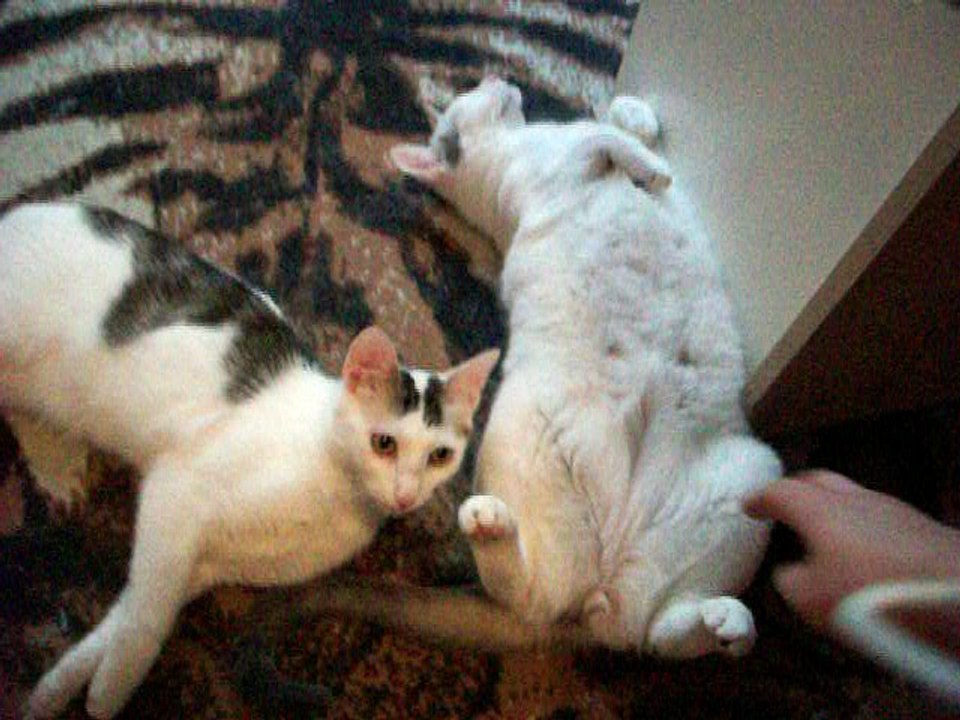 Harvey und Vinzent am 18.06.2016