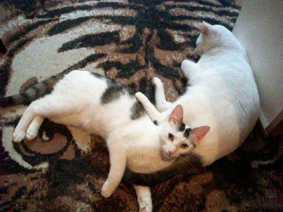 Harvey und Vinzent am 18.06.2016