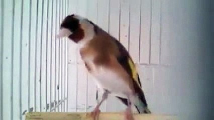 Très beau Chant du Chardonneret