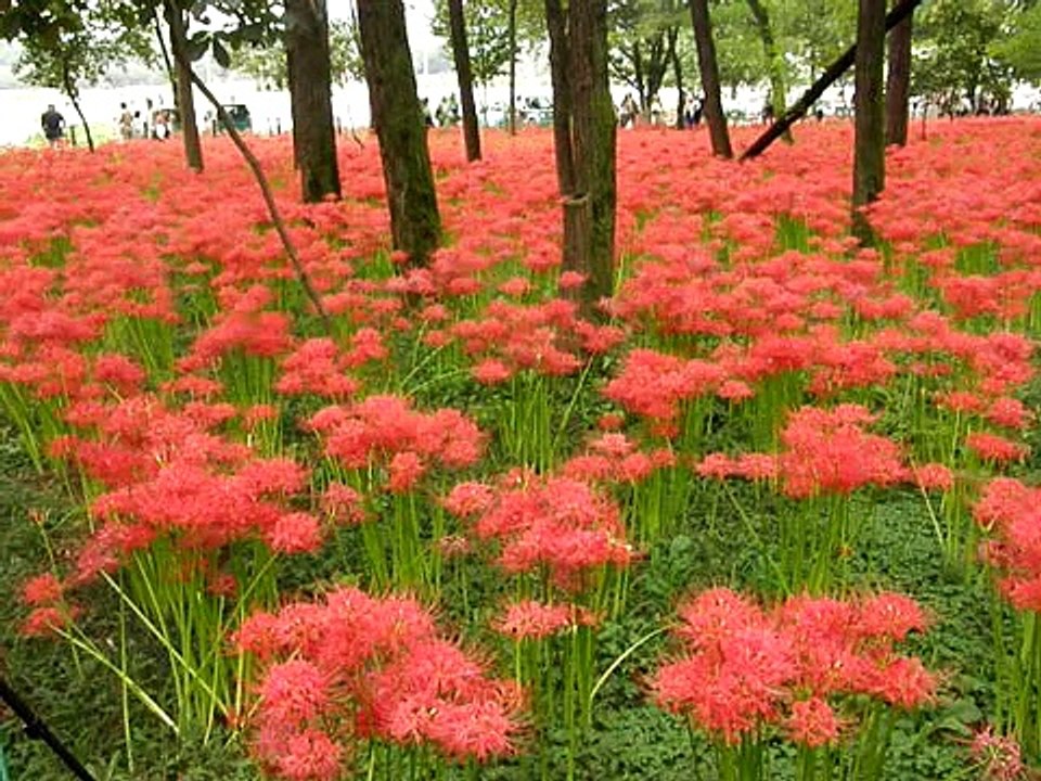 日高市の巾着田　2008年9月25日