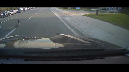 Goose attacks woman trying to help goslings cross busy road.