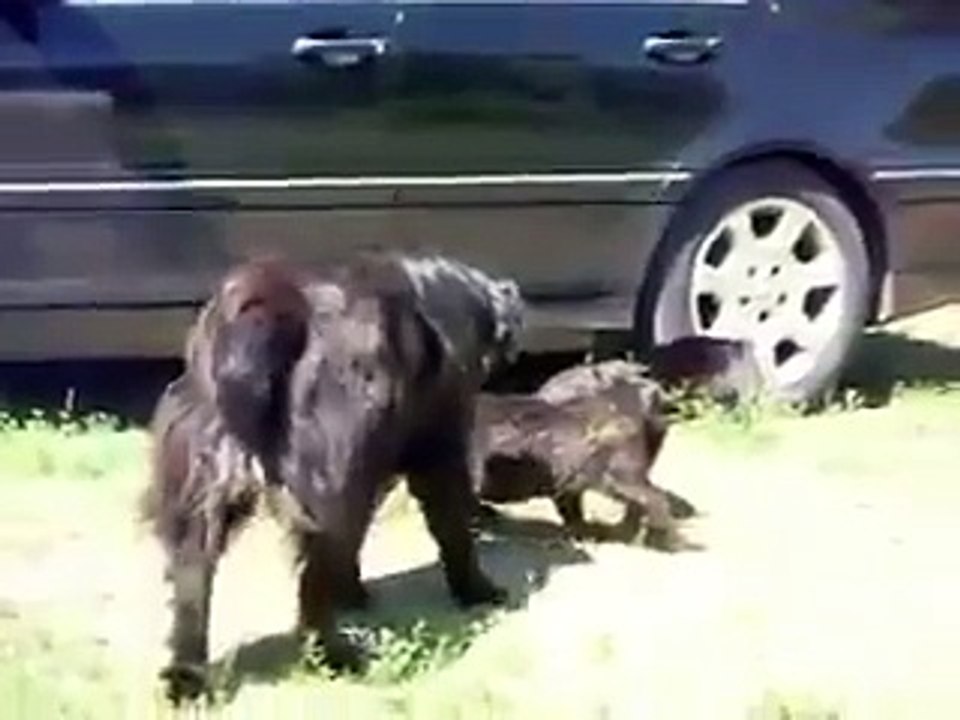 Bon les mecs, on est la sécurité ici !! Alors pas de bagarre compris ??